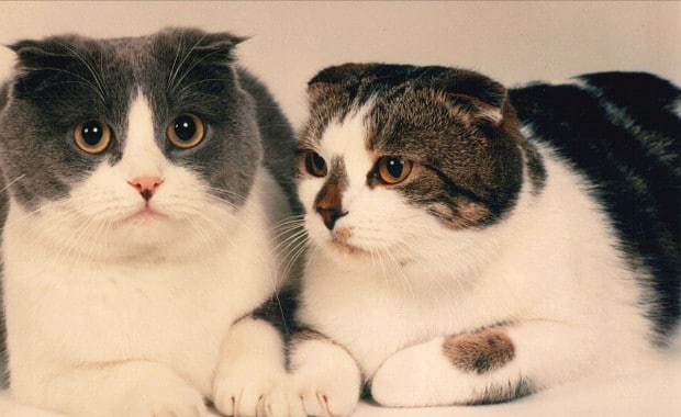 Baker and Taylor Were Library Cats and Accidental Celebrities