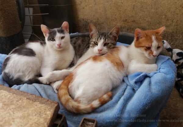 A Jerusalem SPCA Volunteer Talks About Street Cats, Violence & One Special Kitty
