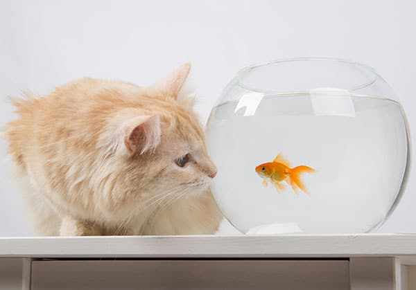 Pisces Cats: February & March Zodiac Personality Explained