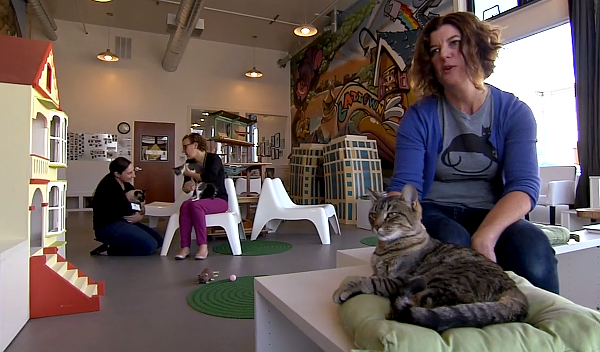 We Chat With the Cat-Centric Crew of Oakland's Cat Town