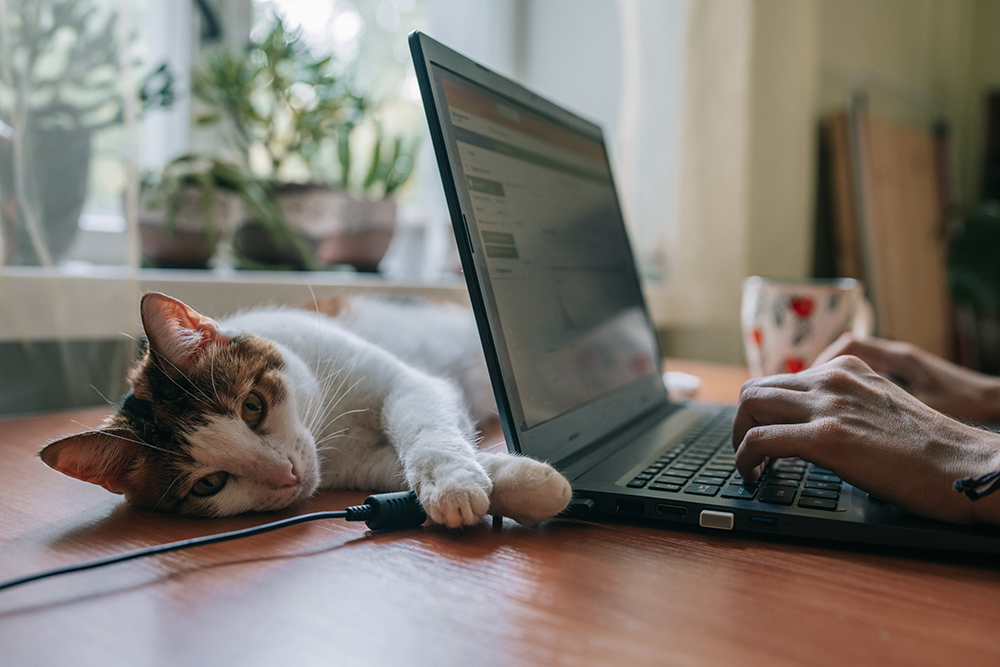 Cats Back to School Blues: 6 Ways to Prep Your Cat