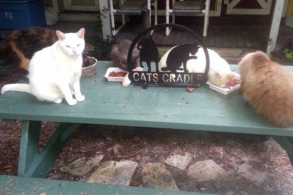 Cats Cradle Offers a Lifetime Home to Senior Cats