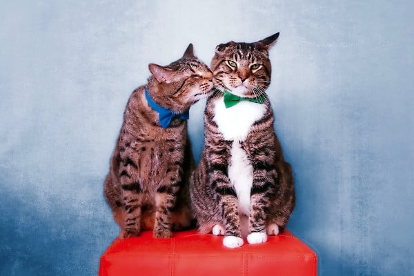 Oskar the Blind Cat Rallies for Special-Needs Pets: Interview with Mick Szydlowski