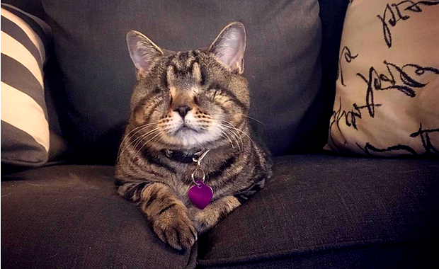Matilda the Alien Cat Gains Some Relief But Loses Her Eyes