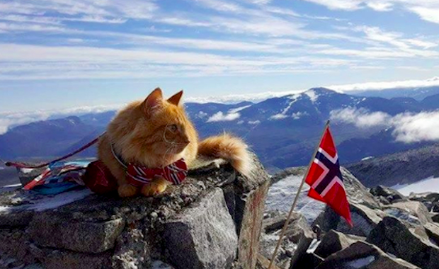 Meet Jesperpus, Confident Outdoors-Loving Cat of Norway