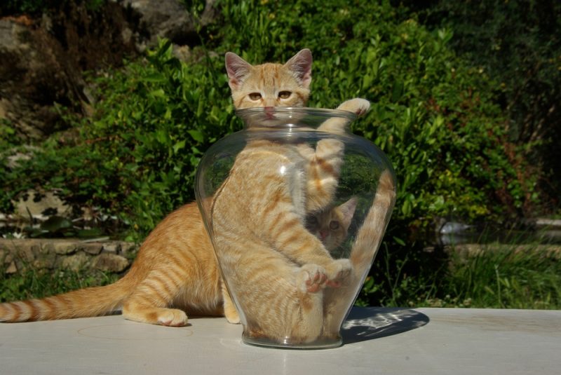 Orange tabby cat stuck inside a glass flower vase pressing pink toes against sides
