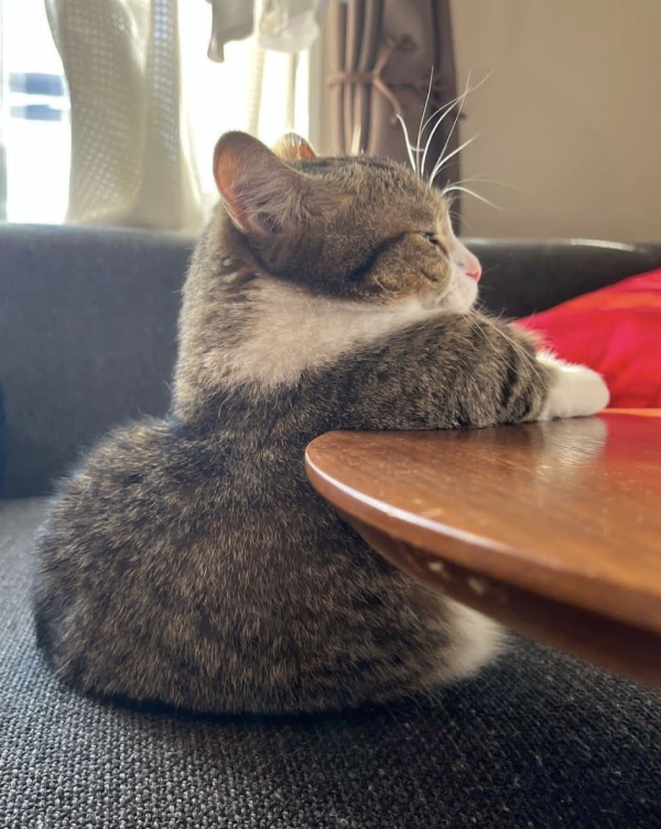 Sit Like Hooman