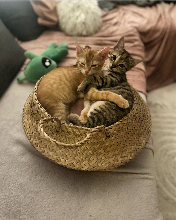 Hugs for Days