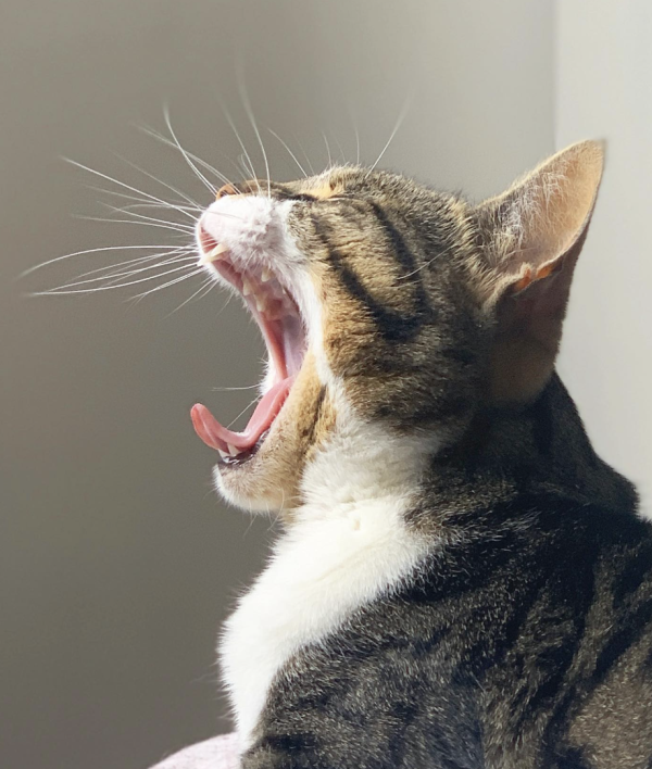 Big Yawns