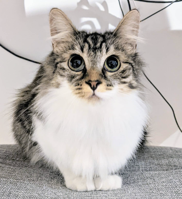 Big, Innocent Eyes