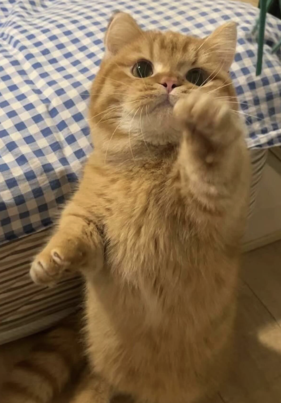 Reachy, Reachy