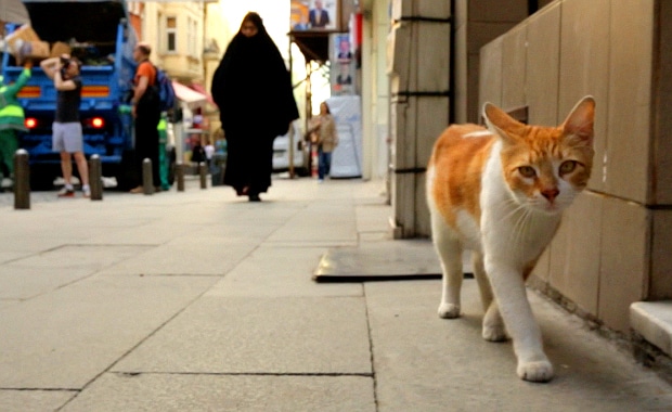"Kedi" Is a Gorgeously Vexing View of Istanbul's Street Cats