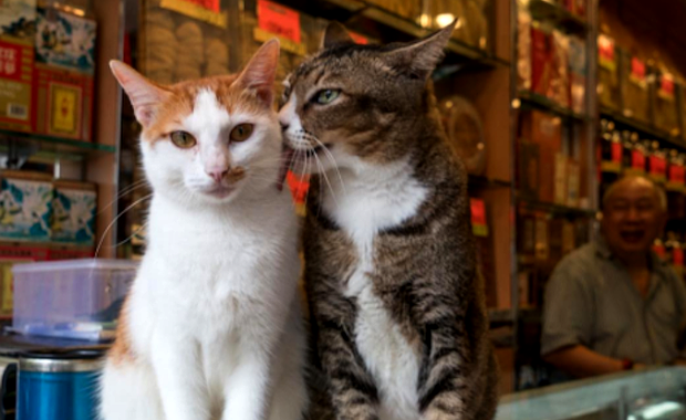 Inside the Exotic World of "Hong Kong Shop Cats": Interview with Marcel Heijnen