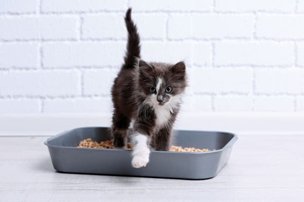 Cat Diarrhea: Causes & Care Guide (Vet Answer)
