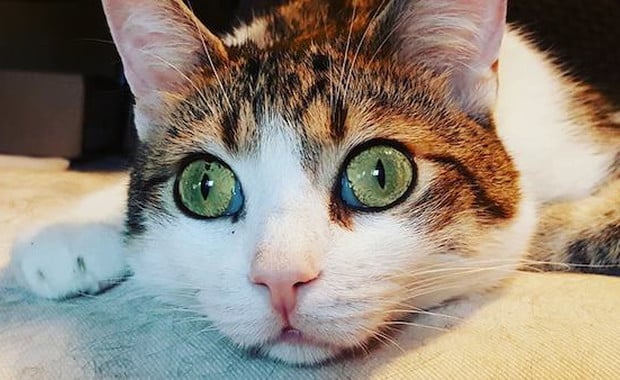 Mr. Chat, Paralyzed in a Fall, Has a Happy and Playful Life