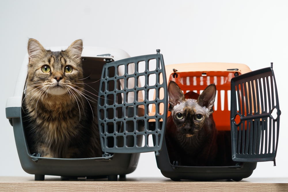 How to Choose the Right Cat Carrier in 2026: 7 Vet-Approved Steps