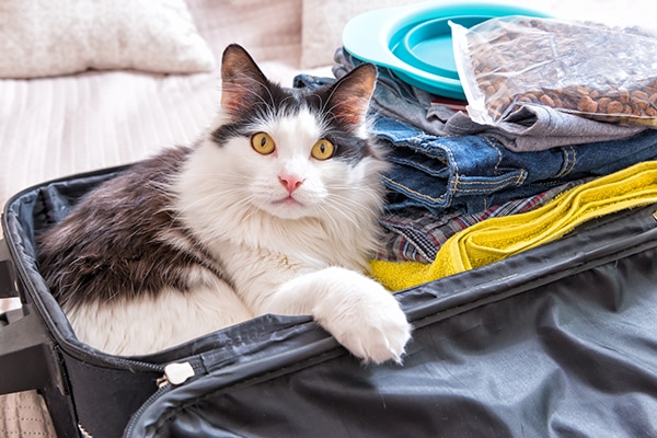 I'm Worried About Leaving My Cat When I Go on Holiday: 12 Vet-Approved Care Tips