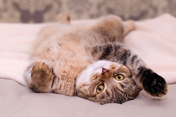 Is Your Cat Sleeping Too Much or Not Enough? Vet-Reviewed Signs & When to Worry