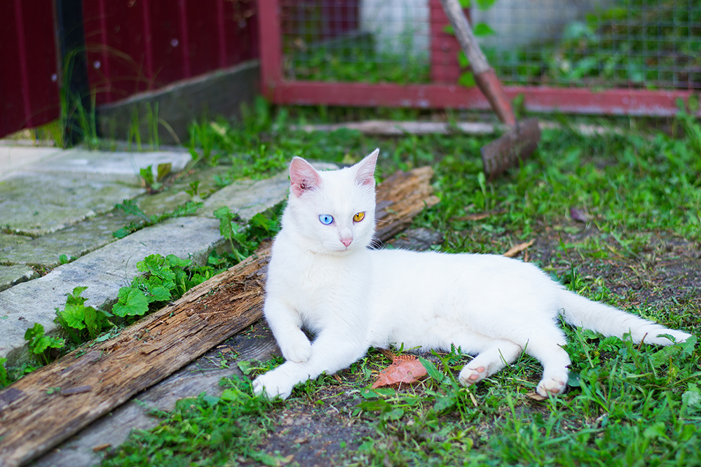 The Vet Reviewed Difference Between an Albino Cat & a White Cat