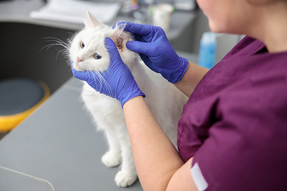 8 Vet-Reviewed Common Cat Ear Problems & How to Treat Them