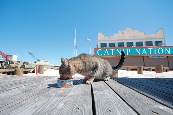 A scene from 'Catnip Nation.'
