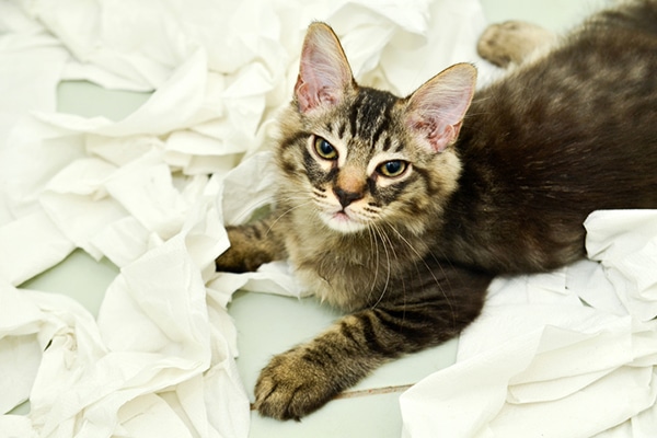 Why Is My Cat So Naughty? Vet-Approved Feline Misbehavior Explanation