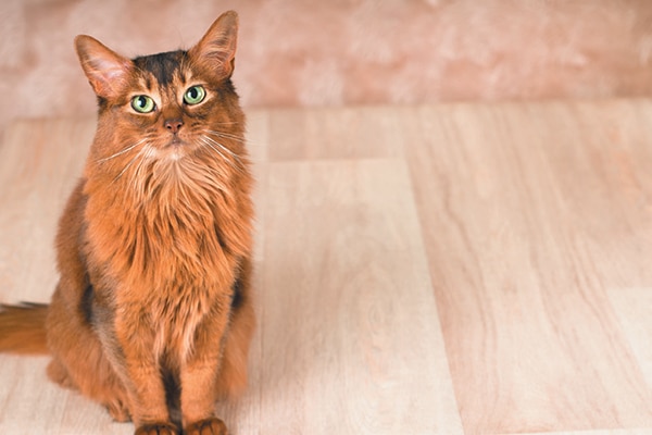 Neutered vs. Unneutered Male Cats: Vet-Verified Differences Explained