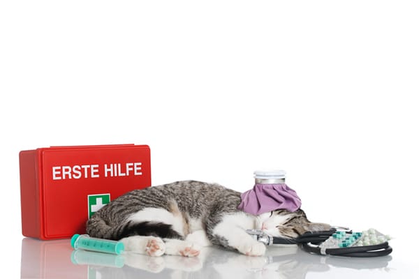 When to Call an Emergency Vet & How to Find One for Your Cat - Vet-Approved Advice & Guidance
