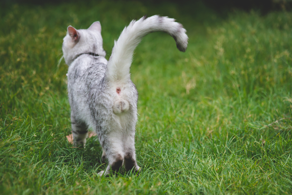 6 Interesting Facts About Cats' Testicles & Vet Approved Neutering Advice