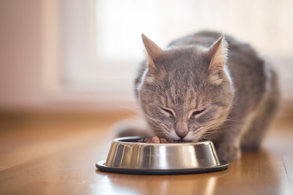 How to Care for a Cat With Diabetes: Our Vet Shares 7 Tips