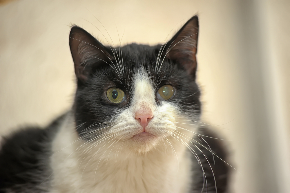 Cataracts in Cats: Vet Approved Causes, Signs & Treatment Options