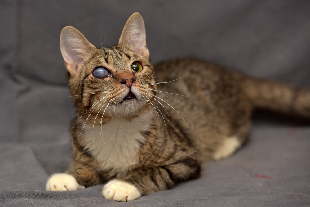 Tabby cat with cataracts in the eye on a gray background