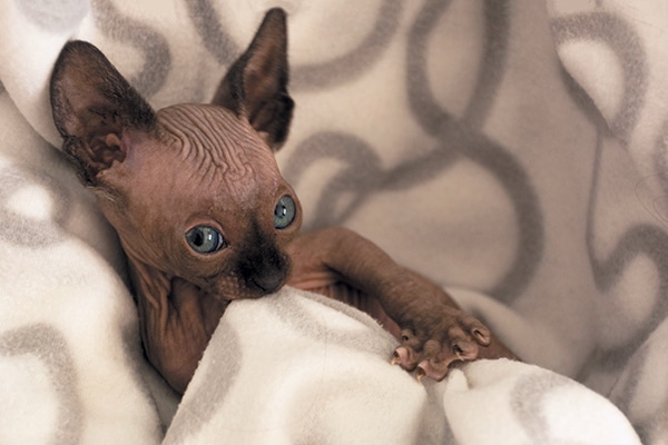 Kitten Suckling: Vet-Reviewed Behavior Facts & FAQ
