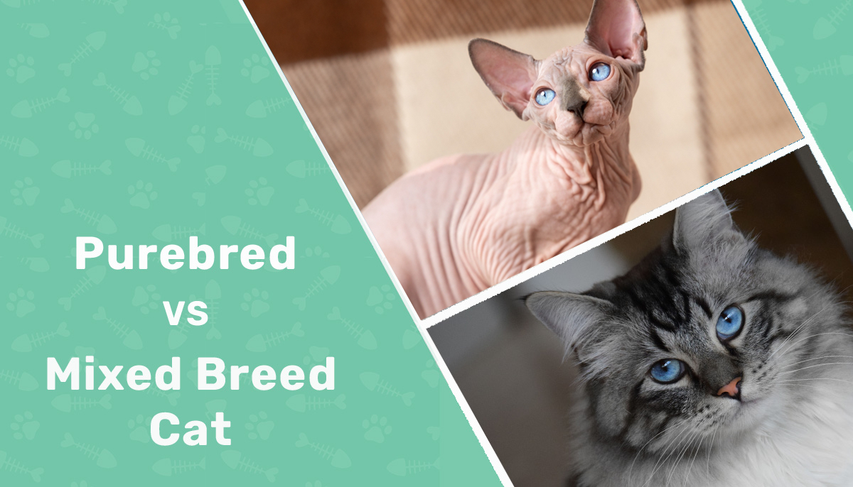 Purebred vs Mixed Breed Cats: Pros, Cons & Which To Choose? (Vet-Verified Comparison Guide)