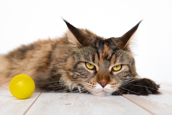 Do Cats Get Annoyed? 10 Vet-Reviewed Signs & What to Avoid