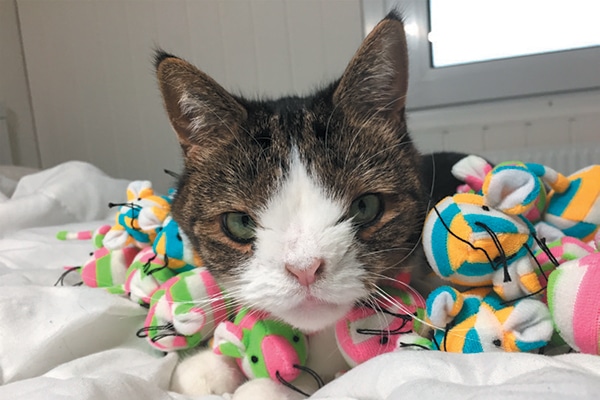Celebrate National Adopt a Shelter Pet Day With These Celebripets