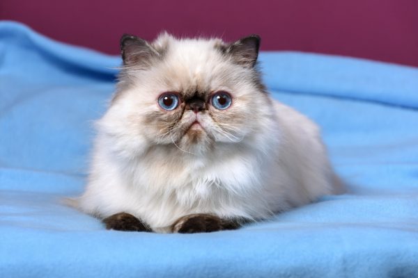 6 Flat-Faced Cat Breeds (With Info & Pictures)
