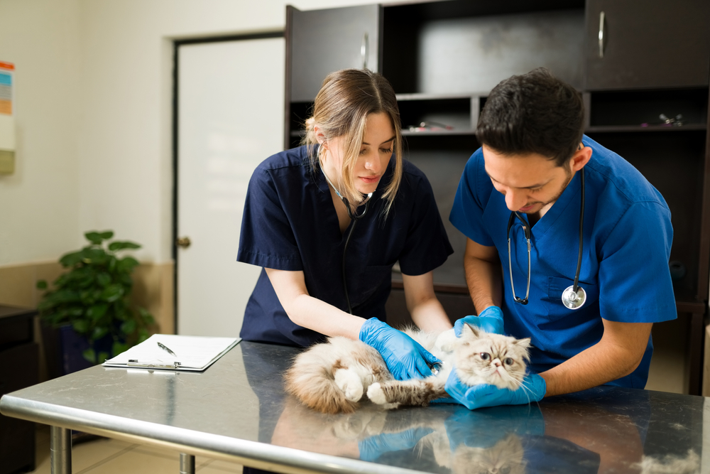 How Much Does It Cost to Spay or Neuter a Cat? 2026 Update (Vet-Verified)
