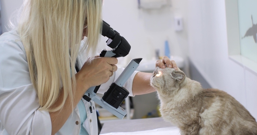 Why Is My Cat’s Third Eyelid Showing? 5 Vet Reviewed Reasons & Advice