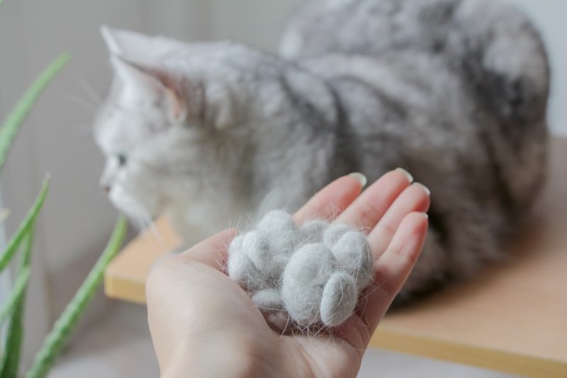 How to Deal With Cat Hair in Your Home: 10 Helpful Ways