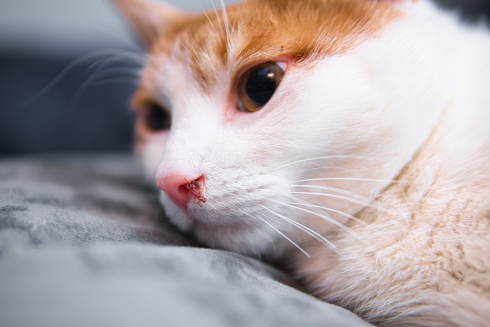 My Cat Is Sneezing Blood, What Do I Do? Our Vet Explains the Causes & Care Guide