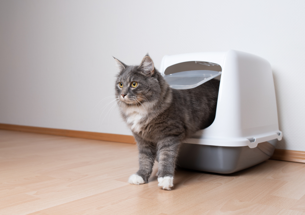 maine coon in litter box