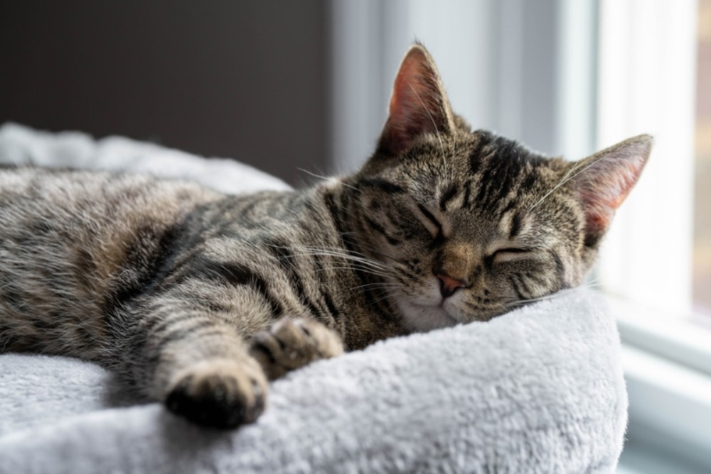 7 Best Designer Cat Beds of 2026 - Reviews & Top Picks