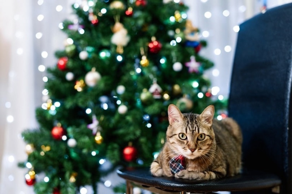 Why Do Cats Love Holiday Decorations So Much? Risks & Precautions