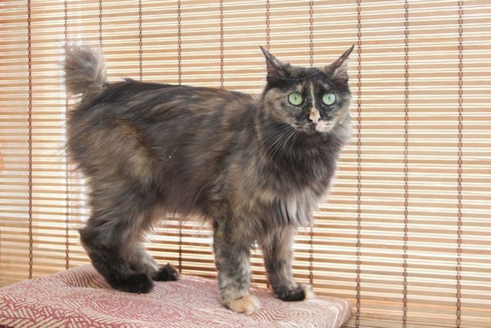 How to Cat Proof Blinds: 7 Helpful Tips to Try Today