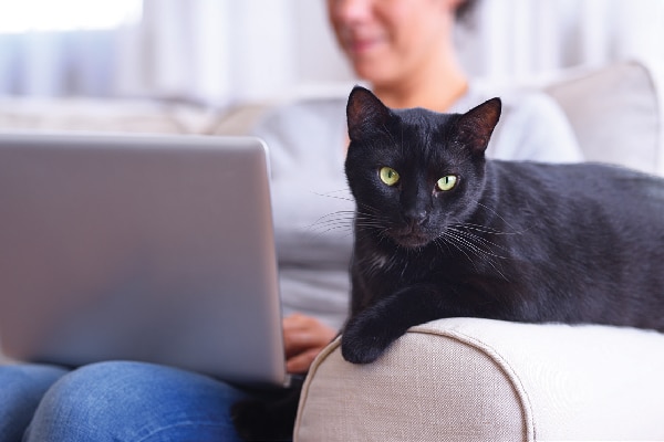 What If Your Cat Isn’t a Lap Cat? 6 Vet-Approved Reasons They May Not Want to Sit With You