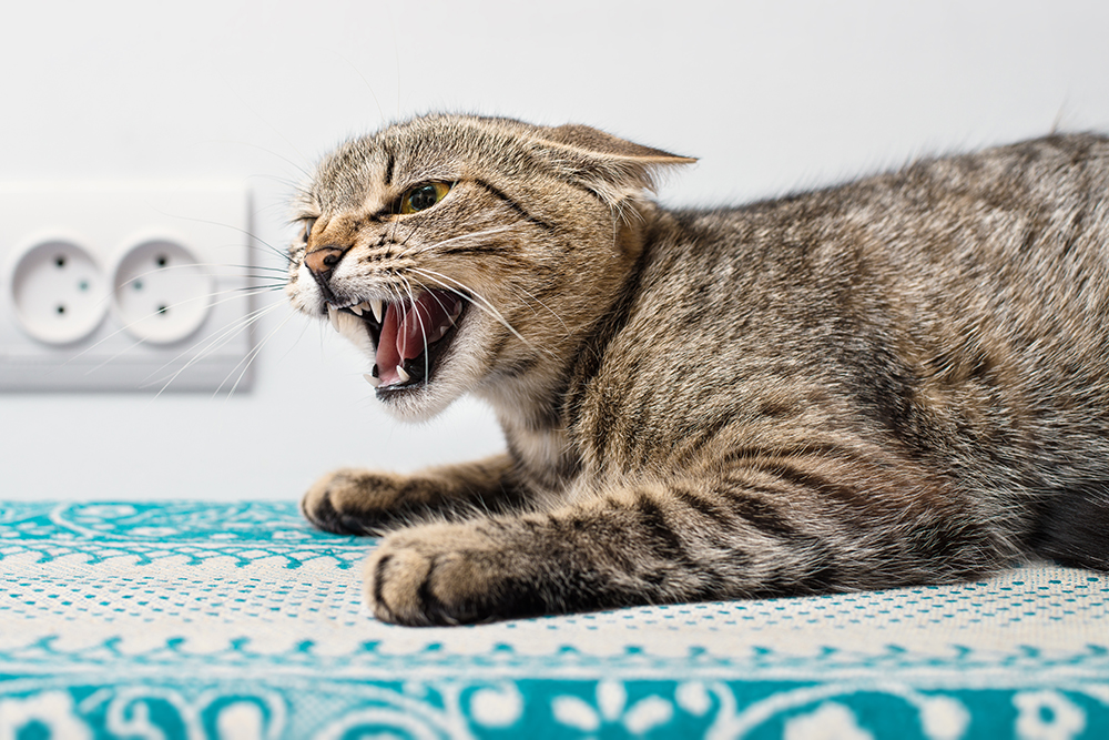 scared aggressive cat