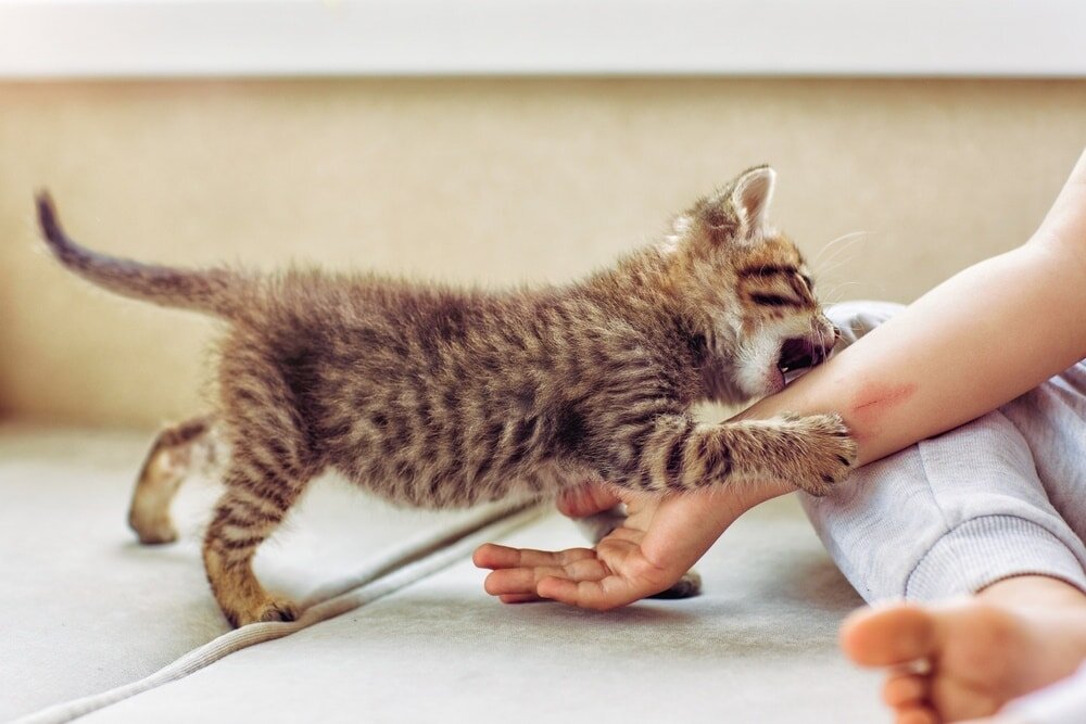 Kitten Biting: Why, How to Stop It & What Not to Do (Vet Approved)