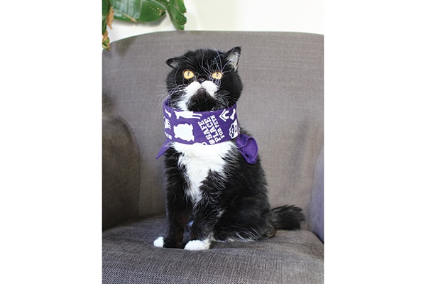 A Safe Place for Domestic Violence Survivors & Their Pets