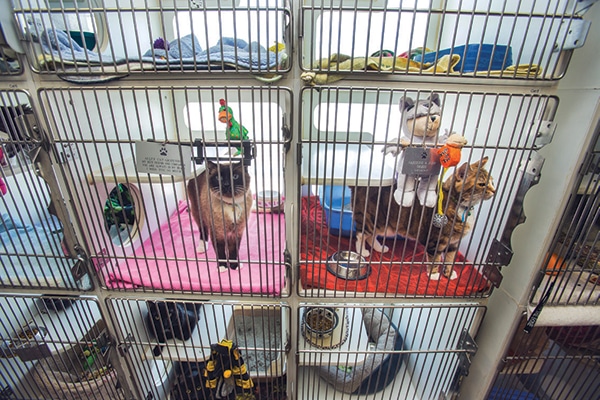 Cats being cared for at Noah's Animal house. Courtesy Bayer